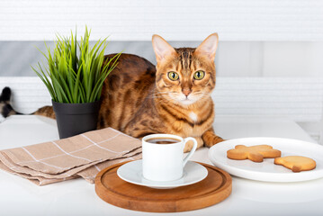 A cup of Turkish coffee, cookies and a cute cat