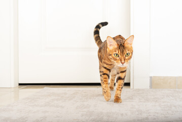 The cat is walking on the carpet in the room.
