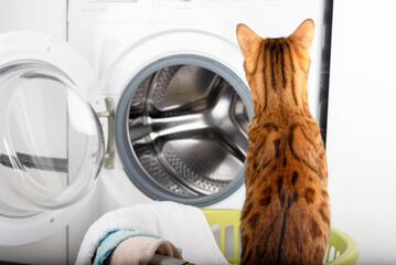 The cat looks at the washing machine.