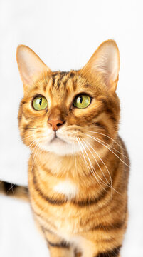 Muzzle of a Bengal cat on a white background