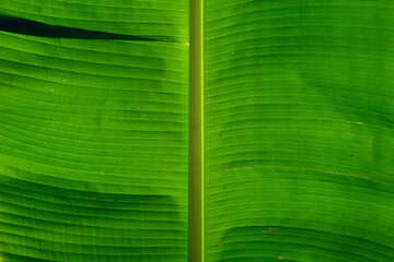 green leaf texture
