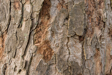 Textures in nature bark of an oak tree
