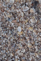 Multi-colored seashells on the seashore.