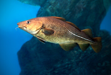 Atlantic Cod, Gadus morhua, portrait, close up