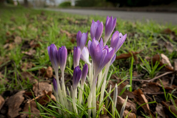 Obraz premium Spring flowers in winter, crocus