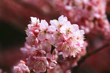 amazing view of blooming Cherry blossoms flowers,close-up of pink with white Cherry blossoms blooming in the garden in spring