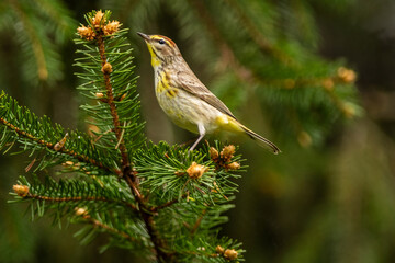Palm Warbler (Setophaga palmarum) in breeding plumage.