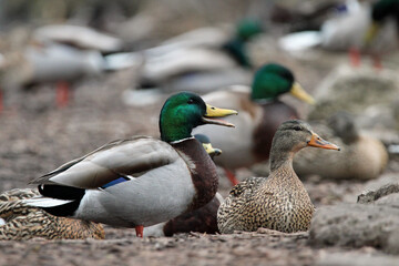 Mallard Drake Duck Winter Wisconsin