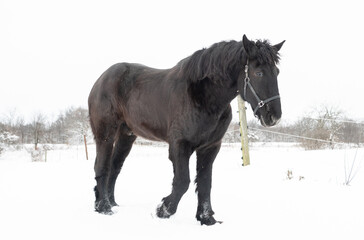 Obraz premium Beautiful Draft Horses in Winter Snowstorm With Flowing Manes