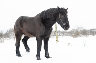 Fototapeta na wymiar Beautiful Draft Horses in Winter Snowstorm With Flowing Manes