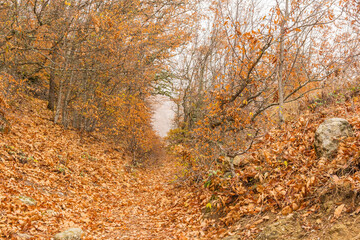 Orange foliage on the trees in the fog in autumn