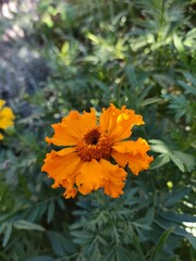 orange flower in the garden