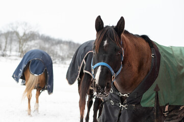 Beautiful Draft Horses in Winter Snowstorm With Flowing Manes