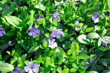 Lawn with Blue flowers and green leaves with sunlights. natural spring image