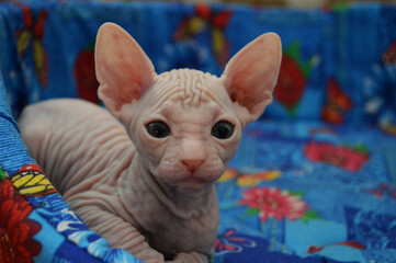 Close-up of little sphynx kitten looking at camera