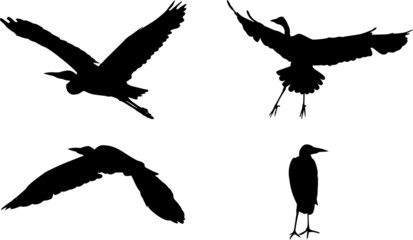 Four black isolated silhouettes of a gray heron (Ardea cinerea) in flight, landing and standing