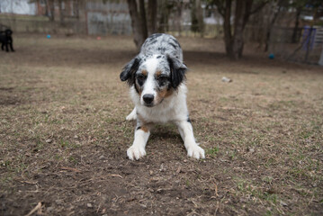Naklejka na ściany i meble Blue Merle Australian Sheppard Aussie Dog or Puppy Playing Catch and Running Outside in the Grass