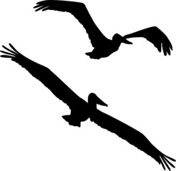 Black isolated silhouettes of two pelicans flying