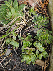 plant in the ground