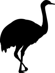 Black isolated silhouette of a female rhea