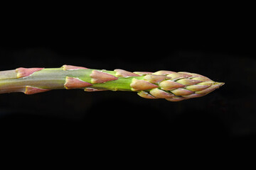 Wild asparagus in different perspectives