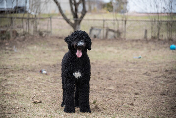 Happy Black Fluffy Golden Doodle or Poodle Playing Catch With a Ball and Spending Time Outside