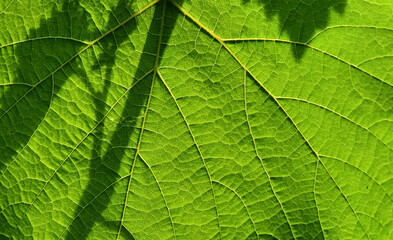 CLOSE-UP TEXTURE OF WINE GRAPE LEAF