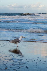 sea gull ocean water blue beach wave seagull bird sky Scheveningen The Hague Den Haag Netherlands
