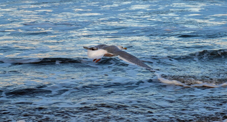 sea gull ocean water blue fly wave seagull bird Scheveningen The Hague Den Haag Netherlands