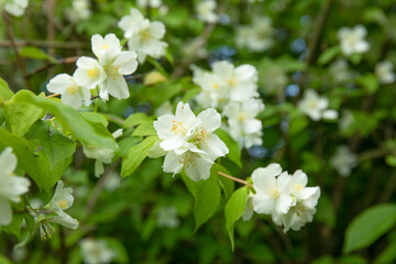 Fototapeta premium Lush blooming jasmine bush in a sunny spring day in the garden