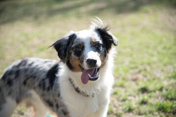 Blue Merle Australian Sheppard Aussie Dog or Puppy Playing Catch and Running Outside in the Grass