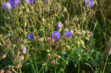 Bodziszek łąkowy, kwitnąca roślina w naturalnym środowisku, Geranium pratense © Ewa