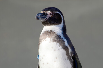 フンボルトペンギン