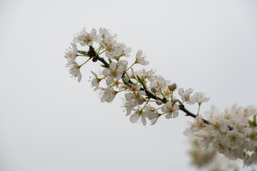 The white plum blossoms are in bloom