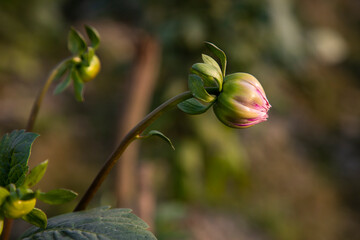 Beautiful Natural  flower Buds with Blurry Background