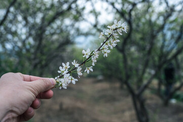 Fototapeta na wymiar Among the plum trees, held a plum flower in the hand