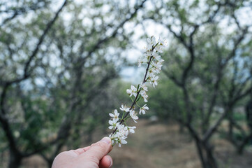 Among the plum trees, held a plum flower in the hand