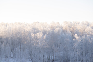 winter forest. trees covered with frost and snow