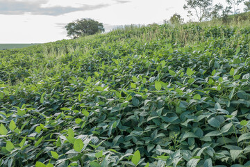 Fototapeta premium Soybean leaves in the region of São José da Barra, Minas Gerais, Brazil, close-up in the foreground