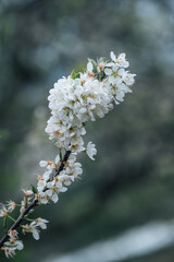 The white plum blossoms on the branches of the plum tree in the orchard are in bloom