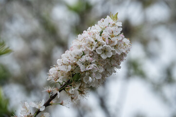 The white plum blossoms on the branches of the plum tree in the orchard are in bloom