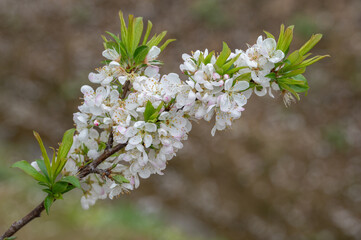 The white plum blossoms are in bloom