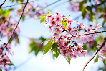 Fototapeta na wymiar Beautiful pink cherry blossoms or Wild Himalayan cherry (Prunus cerasoides) flowers in blue sky.