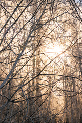 winter forest. trees covered with frost and snow