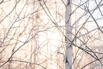 winter forest. trees covered with frost and snow