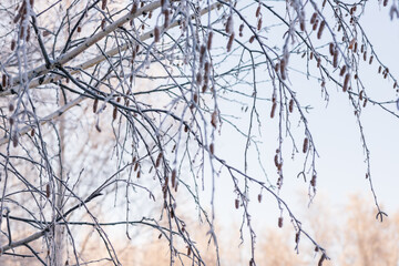 winter forest. trees covered with frost and snow