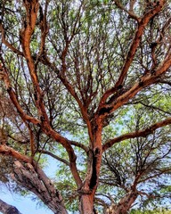 tree in autumn
