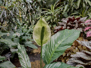 Obraz premium Different tropical plants in greenhouse