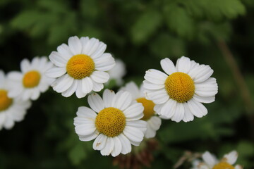 daisies in a garden
