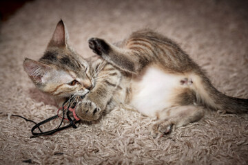 Cute kitten with bright beautiful eyes. Red little kitten of mixed breed on a black background in the studio.